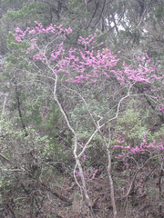 Cercis canadensis texensis