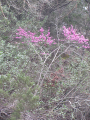 Cercis canadensis texensis