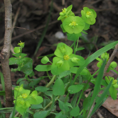 Euphorbia roemeriana