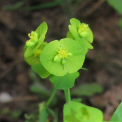 Euphorbia roemeriana
