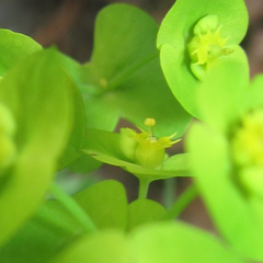 Euphorbia roemeriana