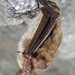 Northern Myotis - Photo (c) U.S. Fish and Wildlife Service Headquarters, some rights reserved (CC BY)