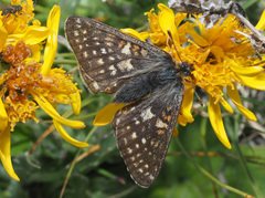 Euphydryas aurinia debilis