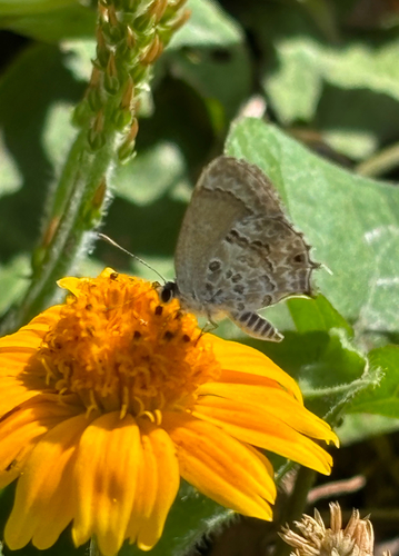 Gray-spotted Scrub-Hairstreak photo 4