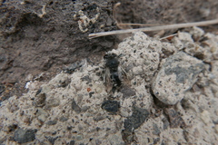 Anthophora alluaudi