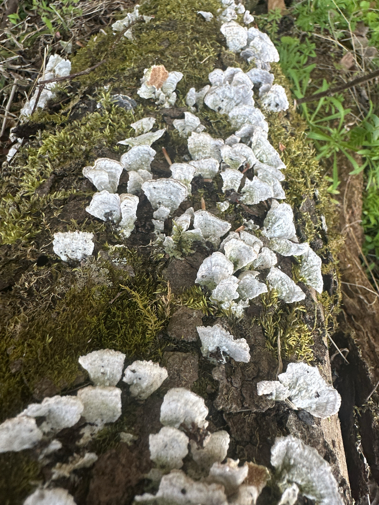 Trichaptum biforme · April 2026 · photo: © linkelmore (iNaturalist, cc-by)