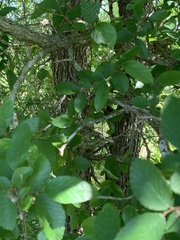 Sceloporus olivaceus