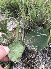 Berkheya rhapontica