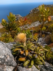 Oldenburgia intermedia