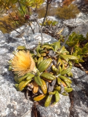 Oldenburgia intermedia