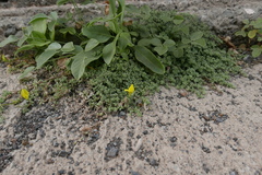 Lotus sessilifolius