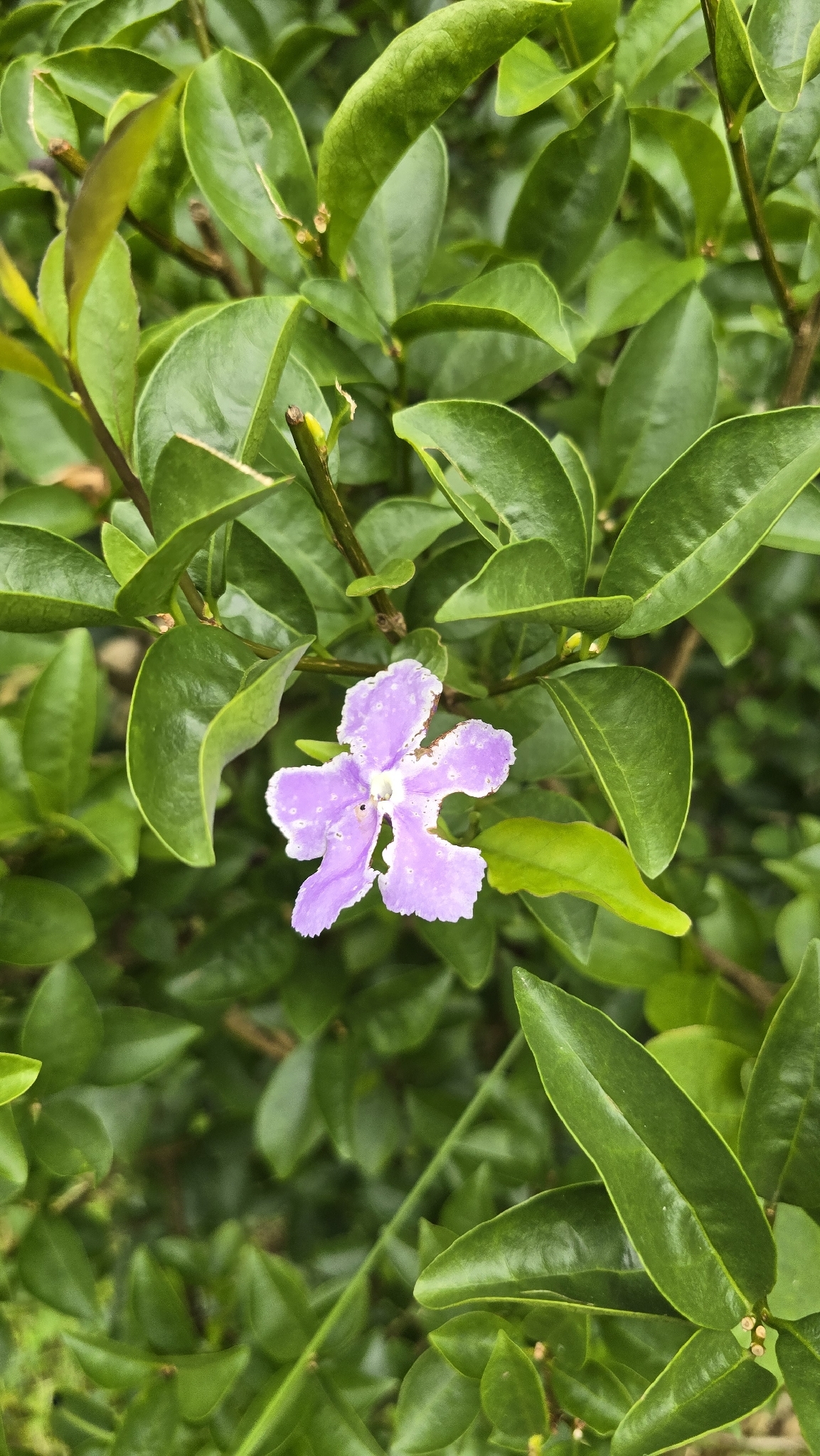 Duranta erecta (Duranta erecta)