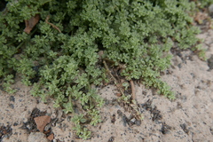 Lotus sessilifolius
