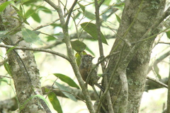 Picumnus nebulosus