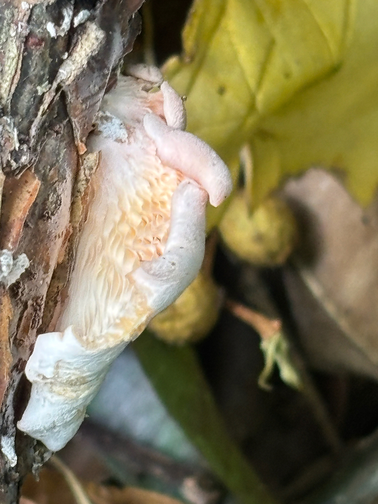 Pleurotus djamor