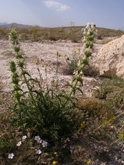 Morina persica