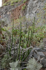 Ceropegia dichotoma image