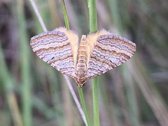 Mimoclystia pudicata