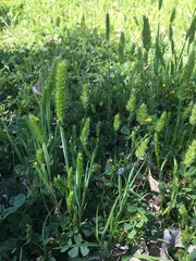 Hordeum pusillum
