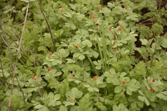Lotus tetragonolobus