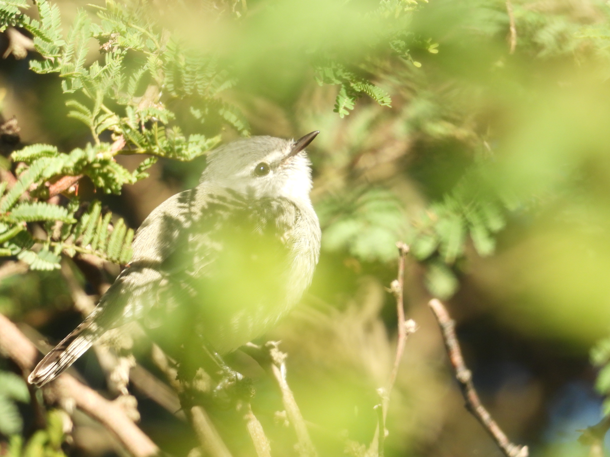 White-crested Tyrannulet (Serpophaga subcristata), photo 10