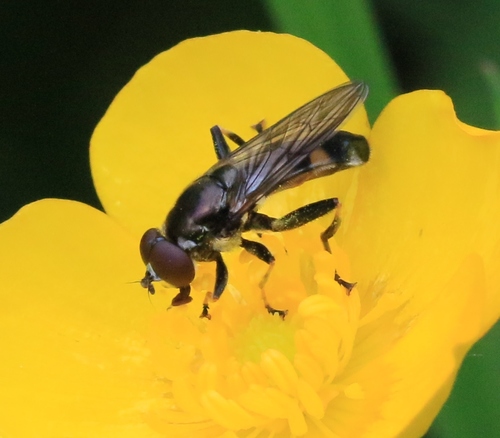 Xylota jakutorum