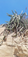 Stenocereus standleyi