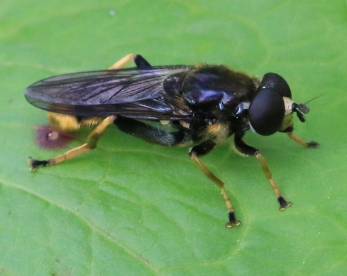 Golden-tailed Leafwalker