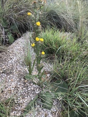 Berkheya rhapontica