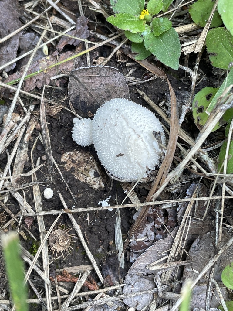 Lycoperdon curtisii