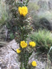Berkheya rhapontica