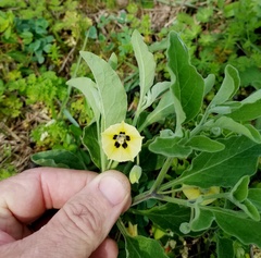 Physalis cinerascens spathulifolia
