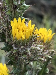 Berkheya rhapontica