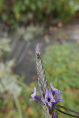 Sphaeniscus filiolus