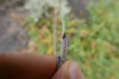 Sphaeniscus filiolus