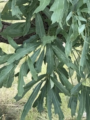 Cussonia paniculata paniculata