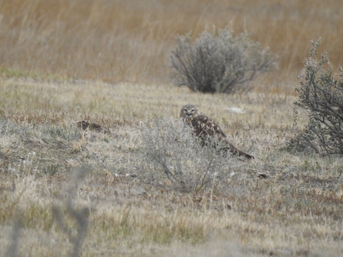 Northern Harrier