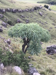 Cussonia paniculata paniculata