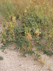 Onobrychis tournefortii