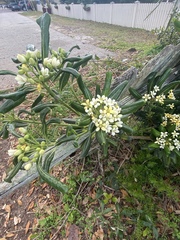 Pittosporum tobira