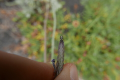 Sphaeniscus filiolus