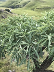 Cussonia paniculata paniculata