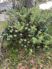 Pittosporum tobira