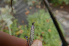 Sphaeniscus filiolus
