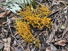 Grevillea robusta, recorded flowering