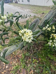 Pittosporum tobira