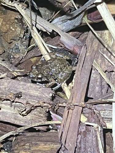 Eleutherodactylus planirostris observed 2026-04-11