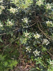 Pittosporum tobira