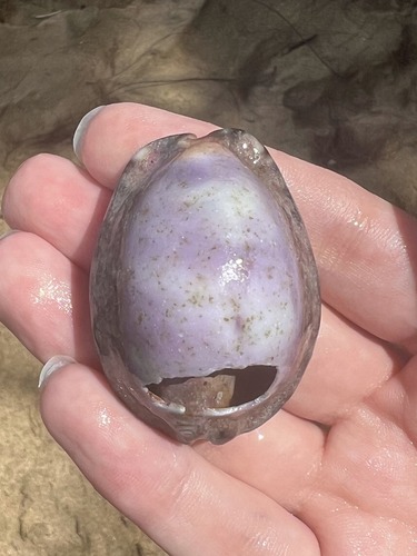 Cypraea observed 2026-04-13