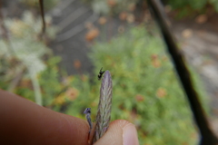 Sphaeniscus filiolus